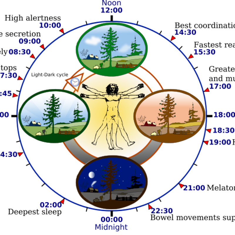 پاور پوئینت- ریتم شبانه روزی