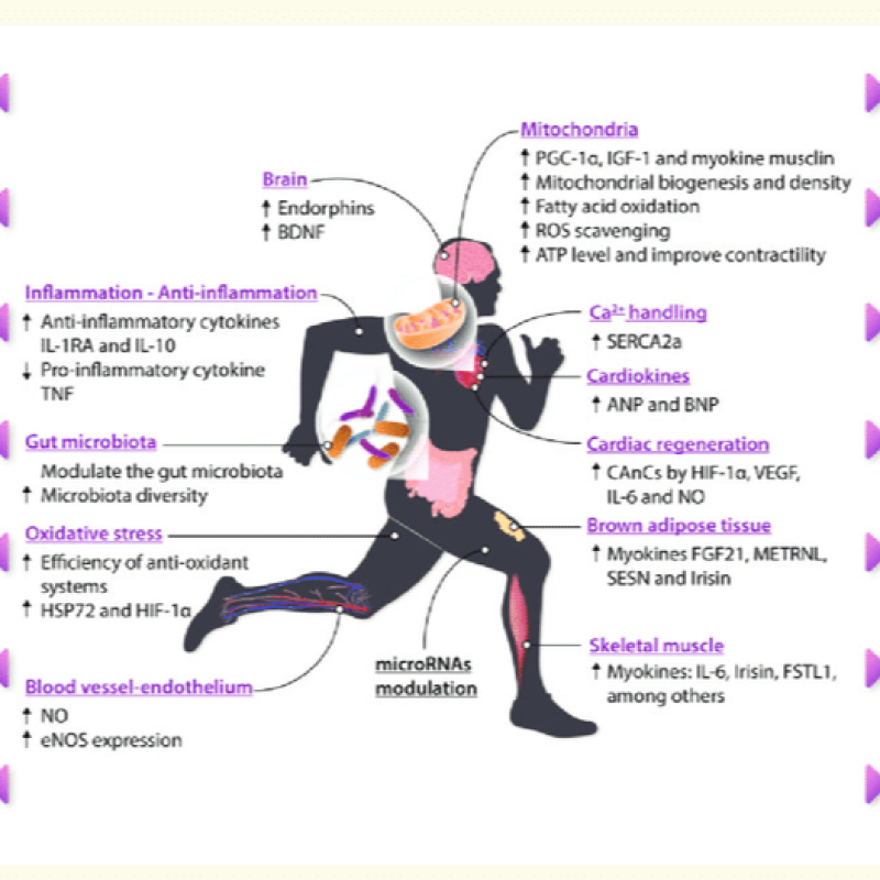 پاورپوئینت- تمرینات استقامتی