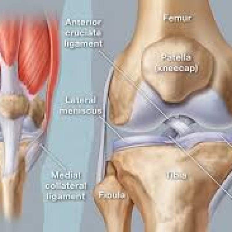 آناتومی مفاصل و ستون مهره ها