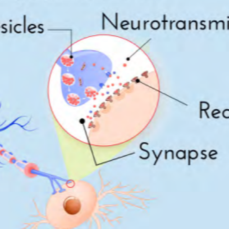 نوروترانسمیتر ها