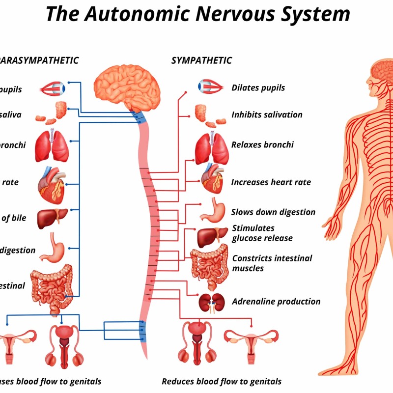 سیستم عصبی مرکزی-نرون ها-1