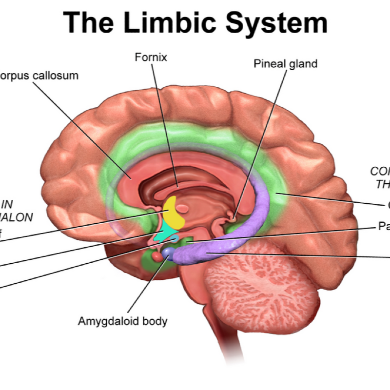 دستگاه عصبی مرکزی, بصل النخاع, پل , مخچه و هسته های مغزی و سیستم لیمبیک