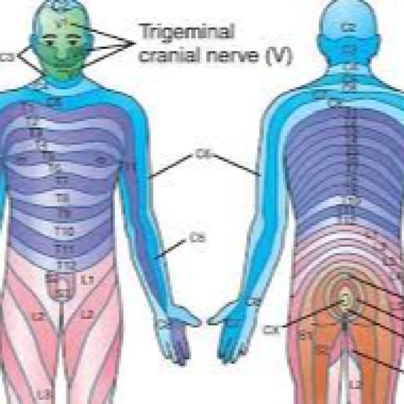 دستگاه عصبی مرکزی, لیمبیک, مخچه و ...
