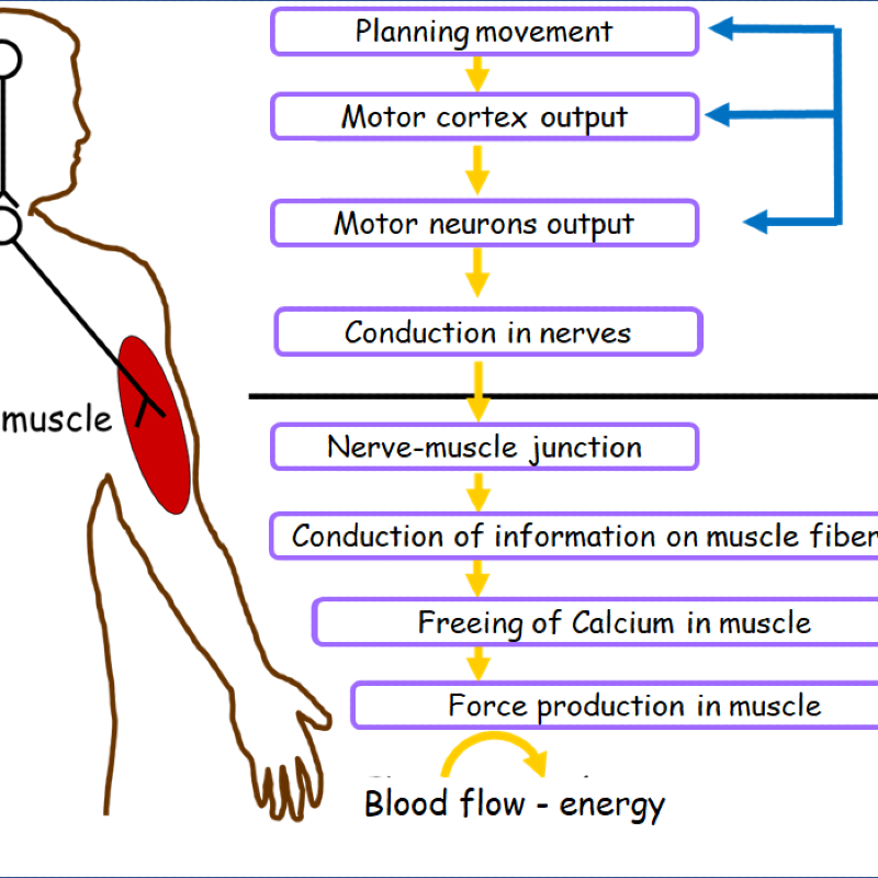 مکانیزم خستگی در فعالیت ورزشی